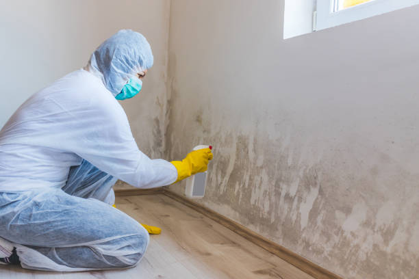 Licensed Attic Mold Removal service in Churchton, MD - WQB Mold Removal